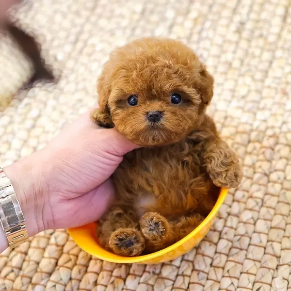 Teacup Boyut Lu Avuc Ici Kadar Toy Poodle Yavrularim