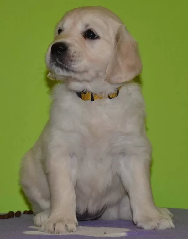 Golden Retriever Yavruları