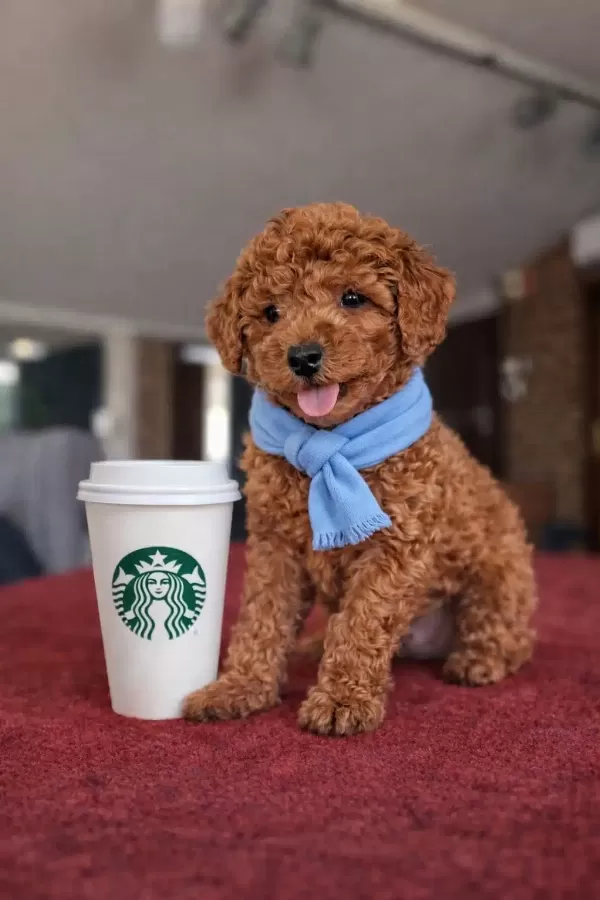 Orjinal Toy Poodle Yavruları