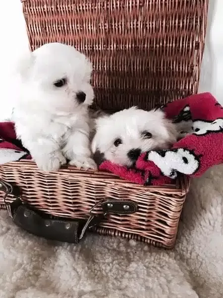 Orjinal Maltese Yavruları