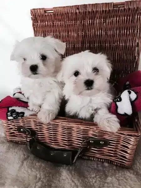 Orjinal Maltese Yavruları