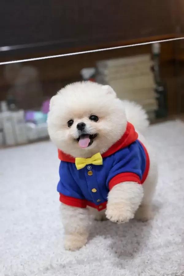 Orjinal Ayı Surat Pomeranian