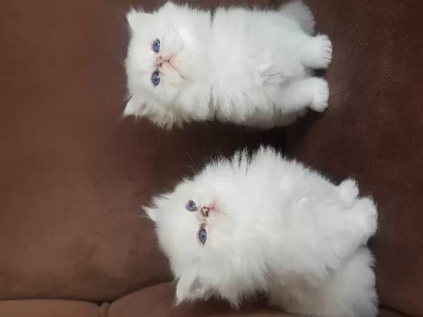 Show Kalite British Longhair Silver
