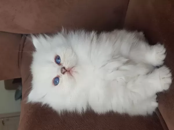 Show Kalite British Longhair Silver