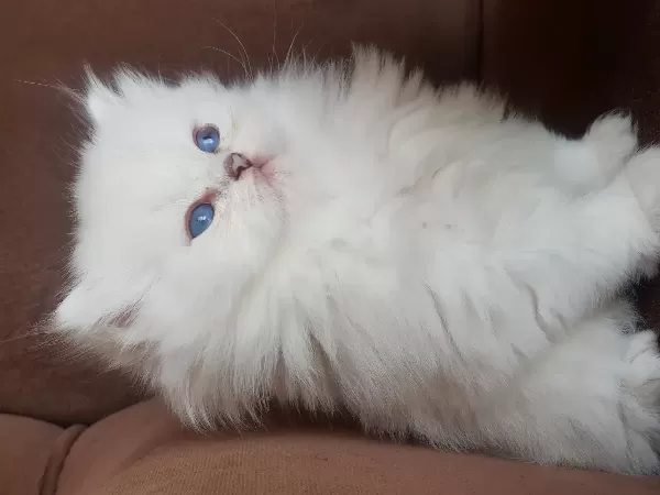 Show Kalite British Longhair Silver