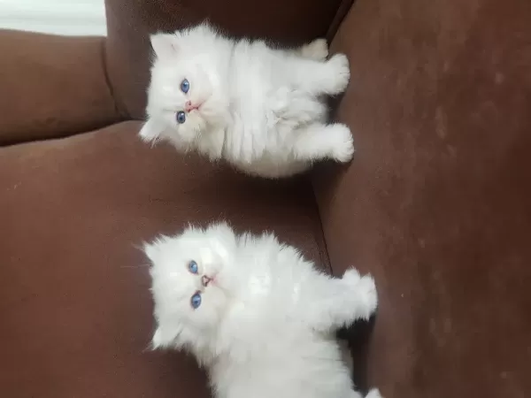 Show Kalite British Longhair Silver