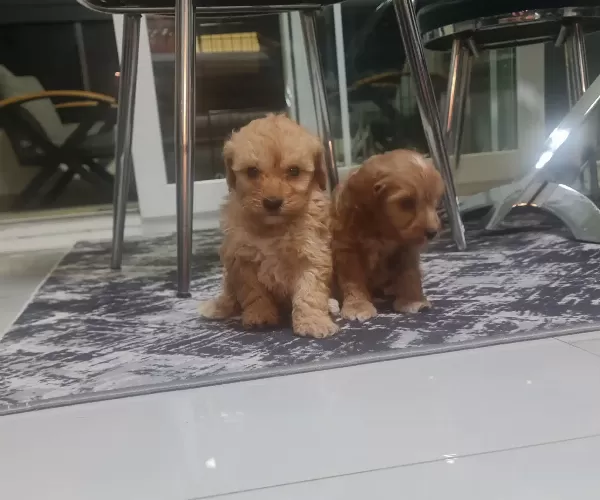 Minyatür Minnaklarım Teslime Hazır