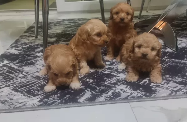 Minyatür Minnaklarım Teslime Hazır