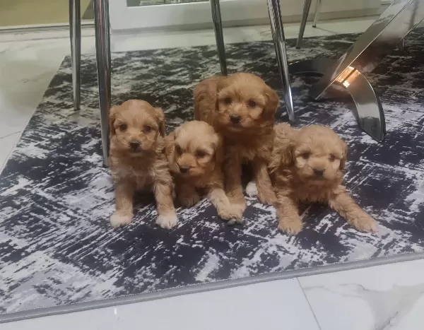 Minyatür Minnaklarım Teslime Hazır
