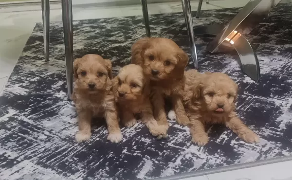 Minyatür Minnaklarım Teslime Hazır