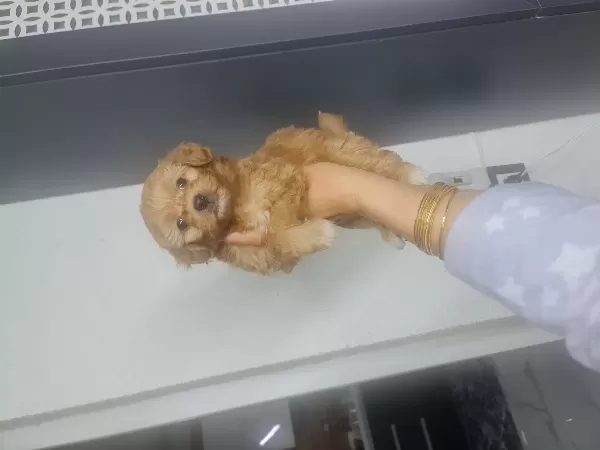 Teacup Minnaklarım Teslime Hazır