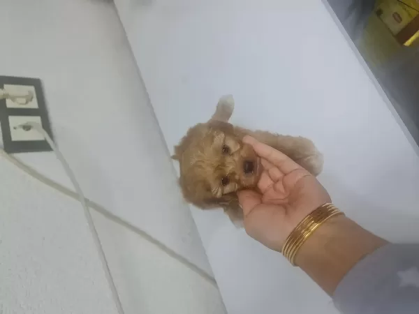 Teacup Minnaklarım Teslime Hazır