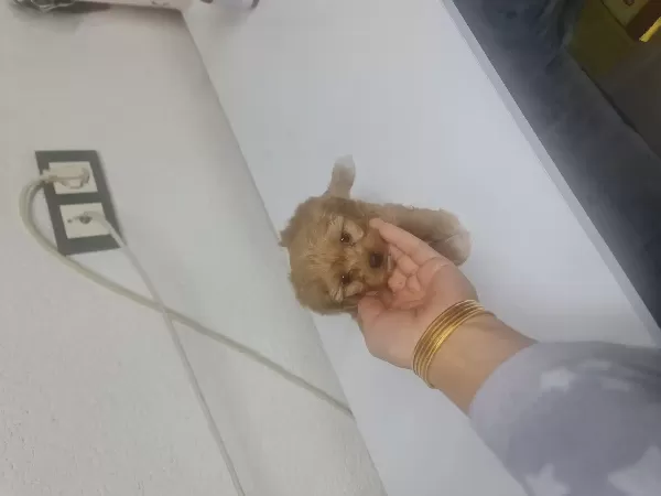 Teacup Minnaklarım Teslime Hazır