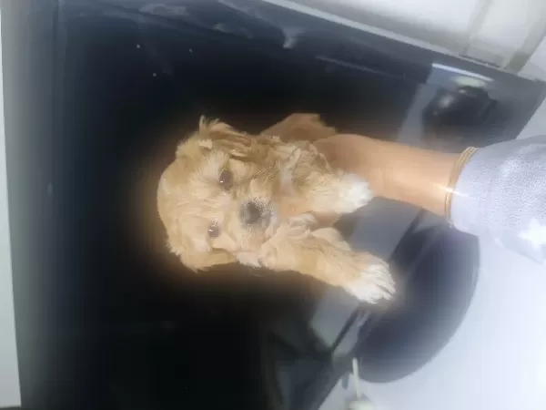 Teacup Minnaklarım Teslime Hazır