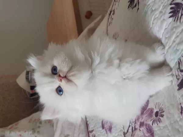Show Kalite British Longhair Silver