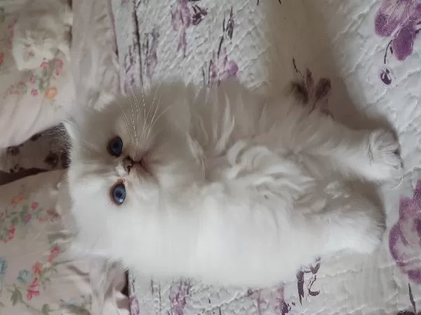 Show Kalite British Longhair Silver