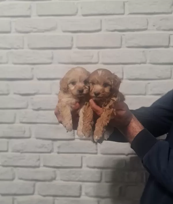 Çok Büyümeyen Minyatür Minnaklarım