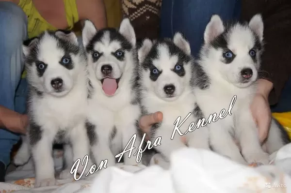 Husky Sibirya Yavruları