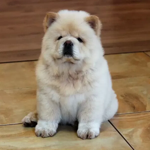 Irk Garantili Chow Chow Yavruları