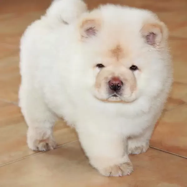 Irk Garantili Chow Chow Yavruları