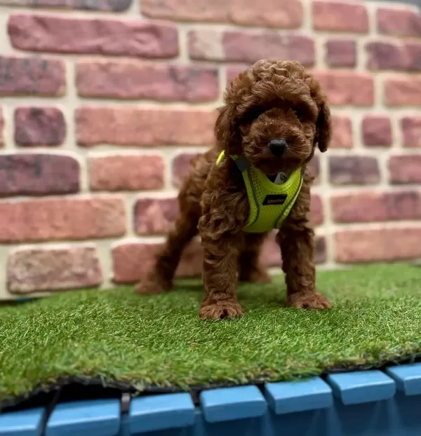 Orjinal Poodle Yavruları