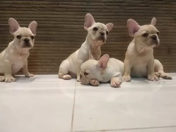 French Bulldog Yavruları