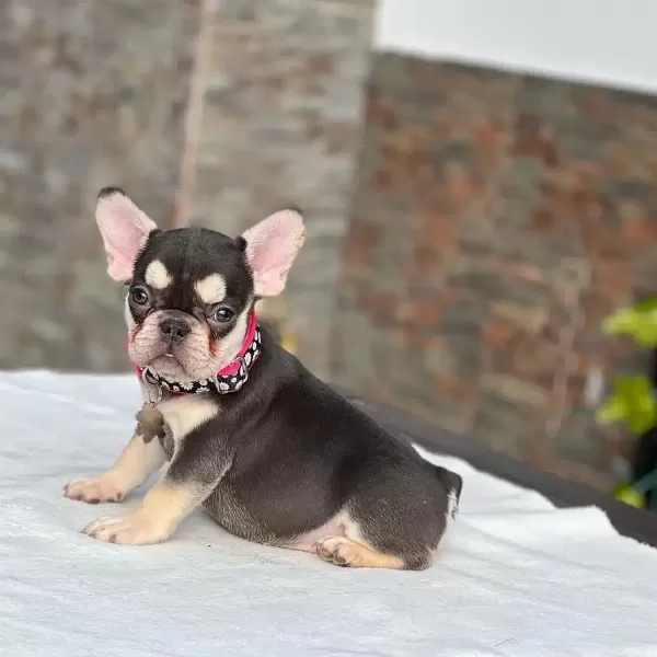 French Bulldog Yavruları
