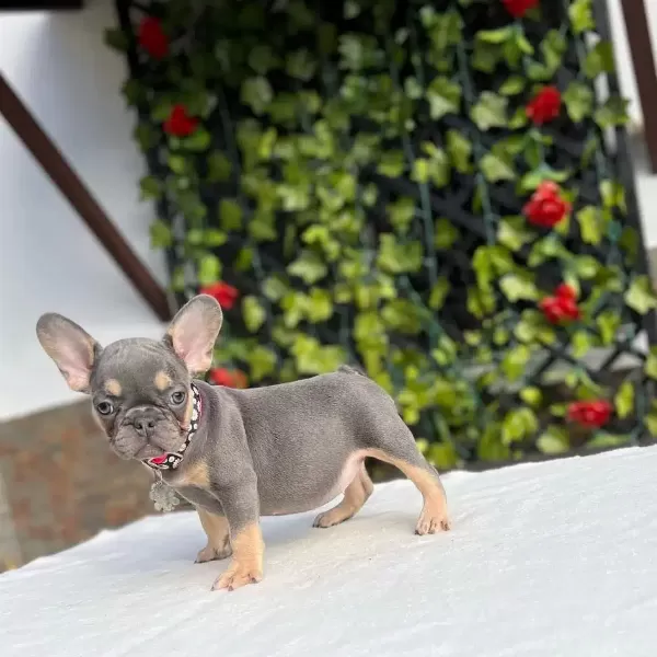French Bulldog Yavruları