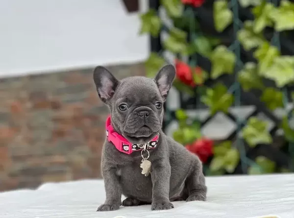 French Bulldog Yavruları