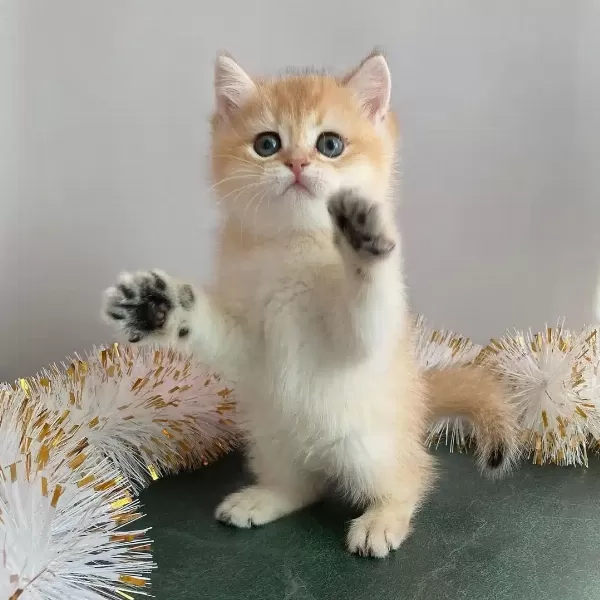 British Shorthair Yavruları