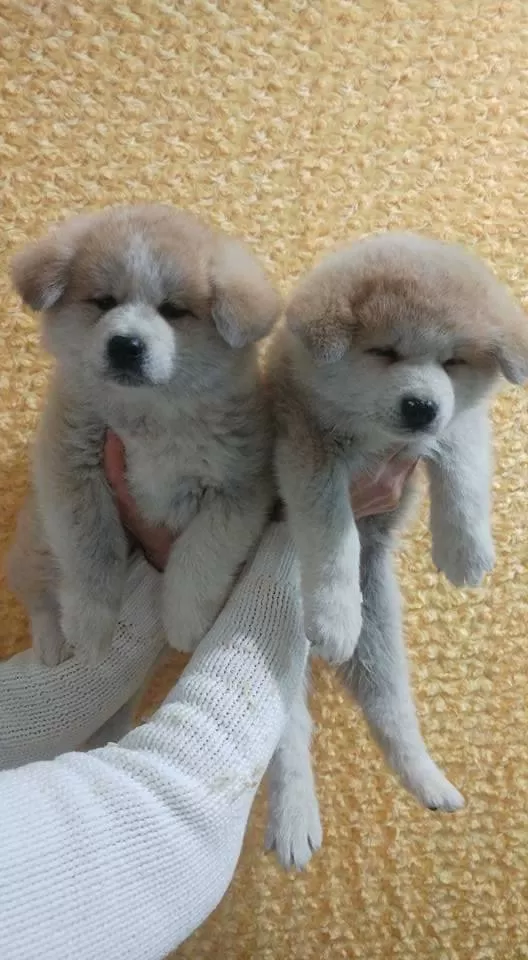 Japon Akita İnu Yavruları