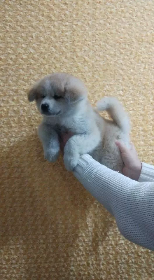 Japon Akita İnu Yavruları