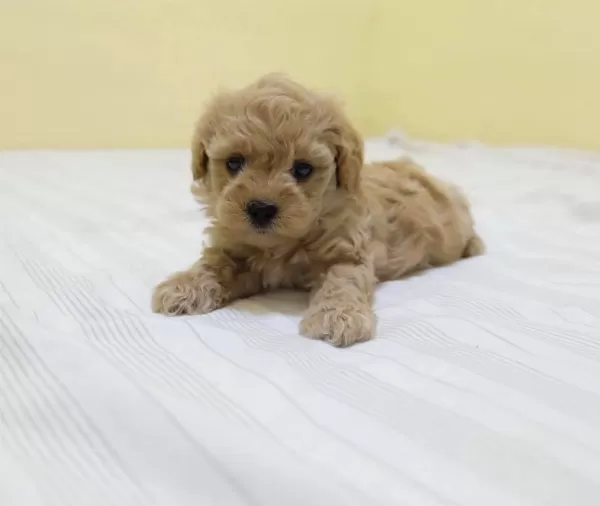 Kaliteli Maltipoo Yavruları