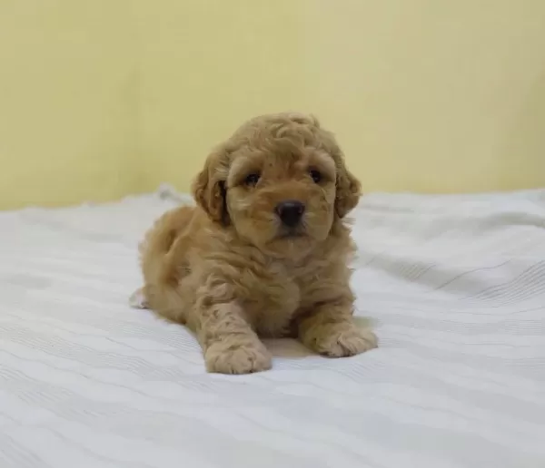 Kaliteli Maltipoo Yavruları