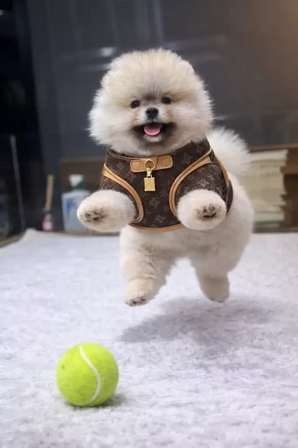 Orjinal Pomeranian Boo