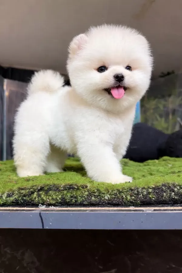 Orjinal Pomeranian Boo