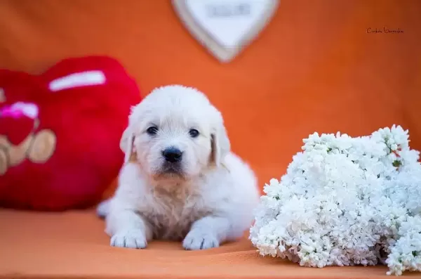 Golden Retriever Yavruları