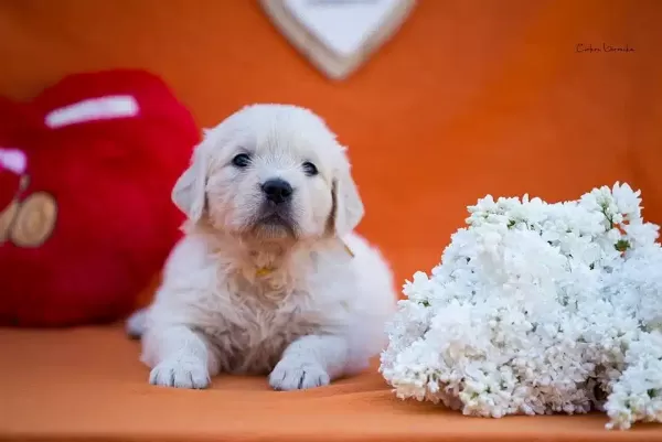 Golden Retriever Yavruları