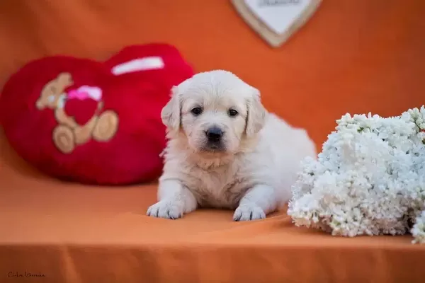 Golden Retriever Yavruları