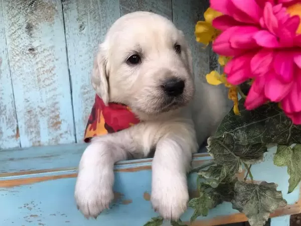 Golden Retriever Yavruları