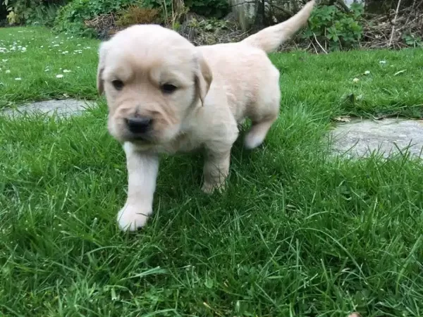 Golden Retriever Yavruları Antalya
