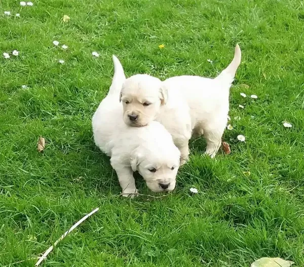 Golden Retriever Yavruları Antalya