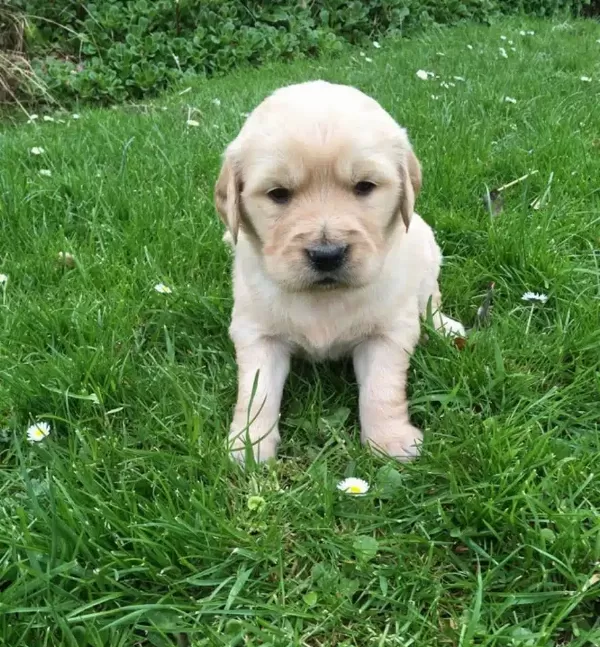 Golden Retriever Yavruları Antalya