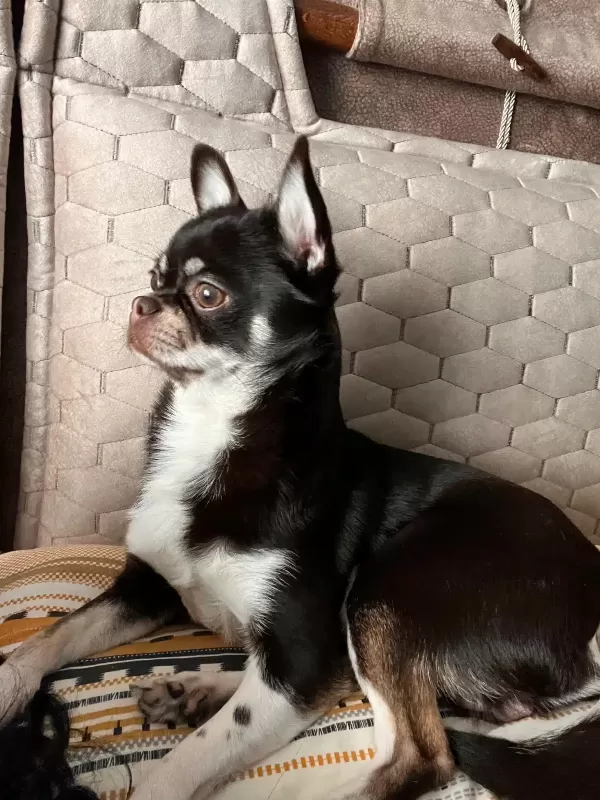 11 Aylık Erkek Chihuahua