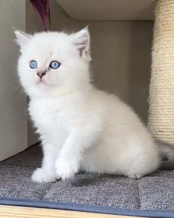 British Shorthair Yavruları