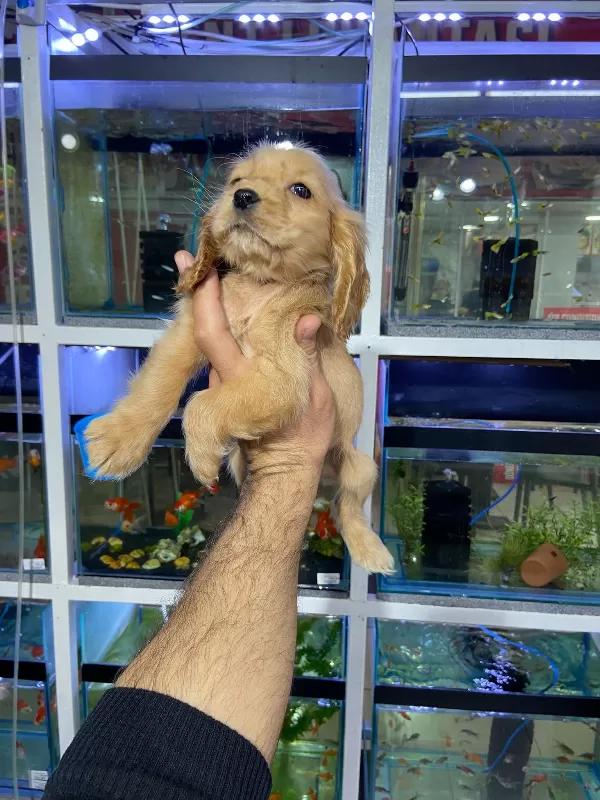 Dünyalar Tatlısı Cocker