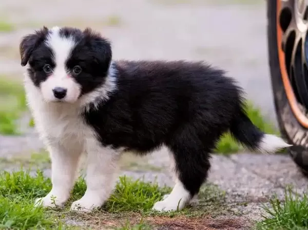 Akıl Ve Zekass İle Border Collie Yavruları