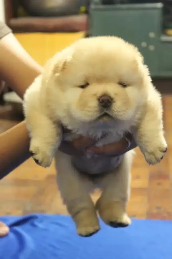 Irk Garantili Chow Chow Yavruları