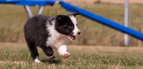 Akıl Ve Zekass İle Border Collie Yavruları