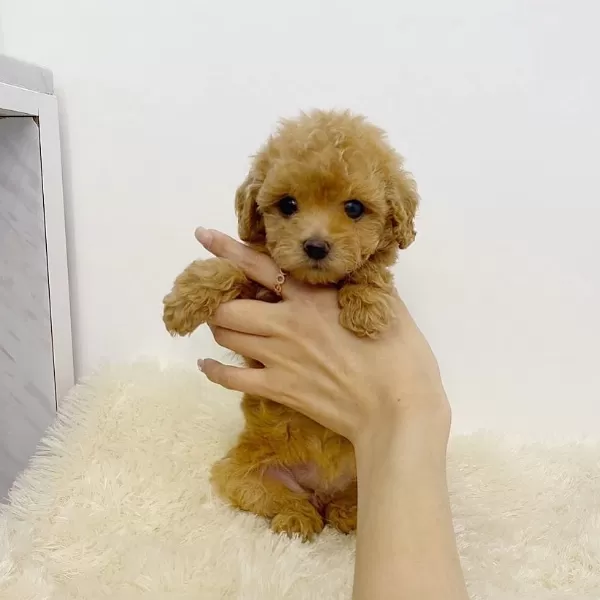 Toy Poodle Yavruları